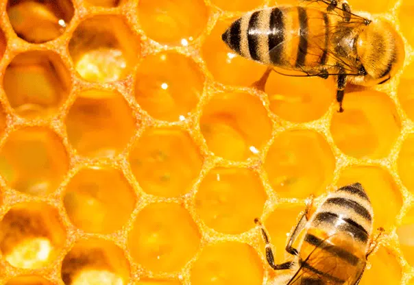 Como escolher um bom mel
